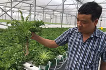 Trồng cà chua bằng smartphone, ngồi trên núi bán rau sang Mỹ