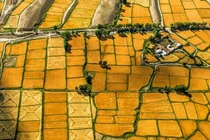 Đẹp nao lòng cảnh thu hoạch mùa màng bội thu ở Trung Quốc