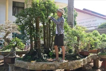 Độc hiếm cây khế 19 thân, khách trả hơn 300 triệu vẫn chưa bán