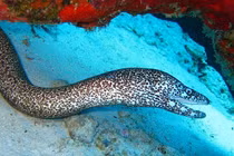 Chân dung lươn điện mạnh nhất thế giới ở Amazon 