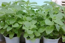 Lý do khiến bạn nhất định phải trồng một cây húng chanh trong nhà