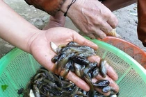 Kỳ lạ đặc sản nòng nọc người xứ Quảng đãi khách quý