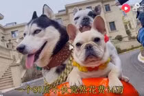 Doanh nhân Trung Quốc xây biệt thự xa hoa hơn 1 tỷ cho chó cưng