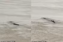 Danh tính sinh vật bí ẩn xuất hiện gần đập Tam Hiệp