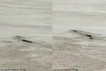 Danh tính sinh vật bí ẩn xuất hiện gần đập Tam Hiệp