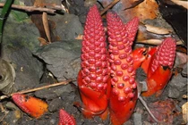 Món ăn "thần dược" cho phụ nữ hiếm muộn 