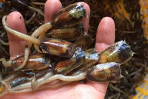 Cà xỉu ở Kiên Giang có gì lạ khiến bao người tò mò?