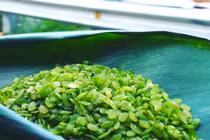 “Thèm thuồng” các món ngon từ cốm Tú Lệ đang vào mùa