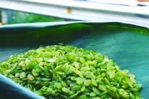 “Thèm thuồng” các món ngon từ cốm Tú Lệ đang vào mùa