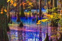 Cảnh đẹp ở “đầm lầy cầu vồng” đẹp nhất thế giới