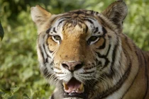 Mẹ tay không đánh nhau với hổ để cứu con trai 1 tuổi