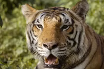 Mẹ tay không đánh nhau với hổ để cứu con trai 1 tuổi