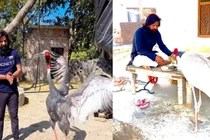 Con sếu hoang không chịu rời ân nhân cứu mạng nửa bước