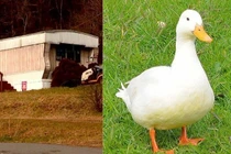 Chú vịt giúp “khui ra” vụ án mạng bí ẩn 2 năm trước