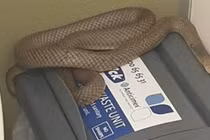 Kinh hãi phát hiện rắn kịch độc trong nhà vệ sinh công cộng