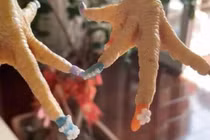 Người phụ nữ gây sốt mạng khi đăng ảnh làm nail cho gà cưng