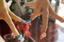 Người phụ nữ gây sốt mạng khi đăng ảnh làm nail cho gà cưng