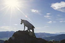 Chủ tử vong khi leo núi, chó cưng canh xác chủ suốt 2 tháng