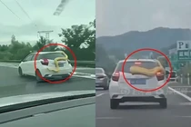 Rùng mình cảnh con trăn vàng “đu bám” trên chiếc ô tô trắng