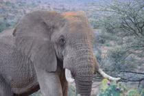 Sốc: Voi giẫm chết người rồi quay lại đám tang phá hoại