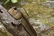 Mê mẩn các món ngon từ đặc sản cá thòi lòi Cà Mau