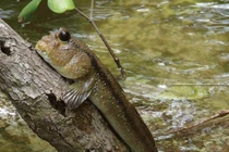 Mê mẩn các món ngon từ đặc sản cá thòi lòi Cà Mau