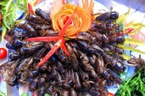 Bé 3 tuổi nguy kịch vì ăn dế: Cần biết về “đặc sản” côn trùng? 