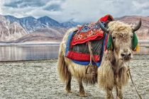 Cô gái Tây Tạng được bố mẹ tặng 100 con bò làm của hồi môn