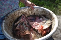 Kinh dị đặc sản đầu cá thối của người Eskimo Alaska, ngửi cũng buồn nôn