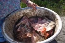 Kinh dị đặc sản đầu cá thối của người Eskimo Alaska, ngửi cũng buồn nôn