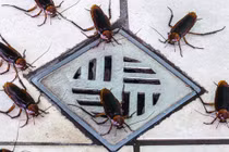 Lĩnh ngay 46 triệu đồng nếu cho phép thả 100 con gián vào nhà