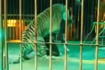 Khán giả kinh hoàng khi chứng kiến huấn luyện viên xiếc bị hổ vồ 