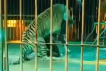 Khán giả kinh hoàng khi chứng kiến huấn luyện viên xiếc bị hổ vồ 