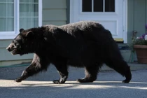 Mỹ: “Đột nhập” nhà dân, gấu đen tấn công bé trai 10 tuổi