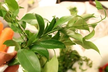 Những đặc sản rau rừng tên lạ nhưng ăn dễ nghiện