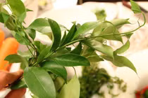 Những đặc sản rau rừng tên lạ nhưng ăn dễ nghiện