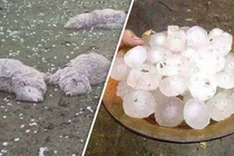 Mưa đá to bằng quả trứng gà “giết” hơn 100 con cừu