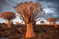 Kinh ngạc cảnh sắc của những khu rừng kỳ lạ nhất hành tinh