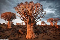 Kinh ngạc cảnh sắc của những khu rừng kỳ lạ nhất hành tinh