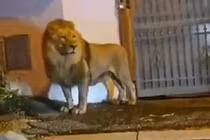 Sư tử xổng chuồng, lang thang trên đường phố Italy gây khiếp sợ