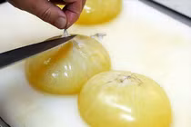 Món trứng bạch tuộc khổng lồ được người Nhật yêu thích có gì lạ?