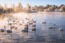 Vẻ đẹp mê hoặc của Hồ thiên nga ở Siberia