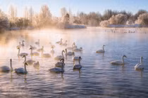 Vẻ đẹp mê hoặc của Hồ thiên nga ở Siberia