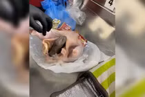 Hành khách nhét súng vào bụng gà để mang lên máy bay