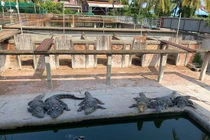 Campuchia: Ngã vào chuồng cá sấu, chủ trang trại bị 40 con “cắn xé” ăn thịt