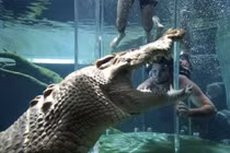 Bị cá sấu ngoạm đầu, người đàn ông thoát chết trong gang tấc