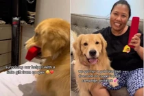 Chăm sóc chó cưng, người giúp việc lâu năm được gia chủ tặng vàng