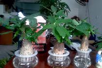 Cây cảnh để trong nhà giúp sự nghiệp thăng tiến không ngừng