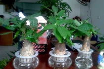 Cây cảnh để trong nhà giúp sự nghiệp thăng tiến không ngừng