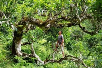 Kho báu cổ của người Mông ẩn mình trong thiên đường mây